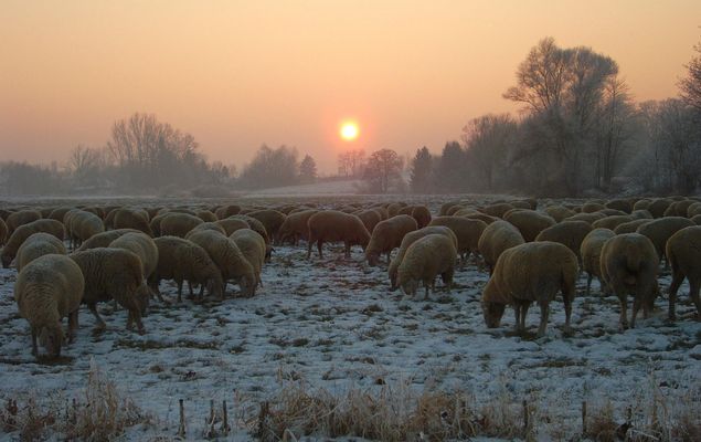 Schafherde im Morgengrauen