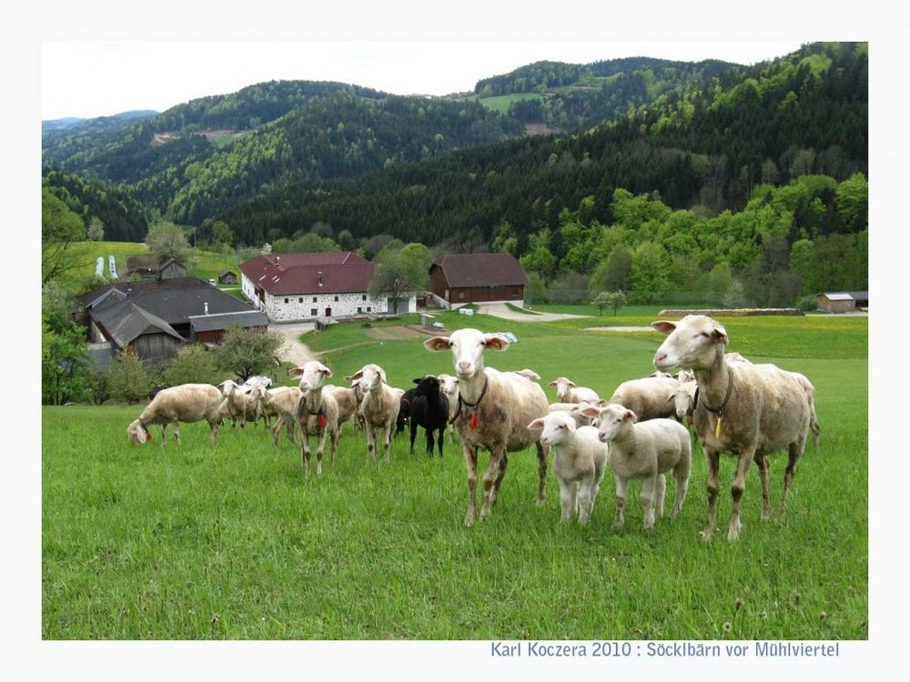 Schafherde im Mühlviertel