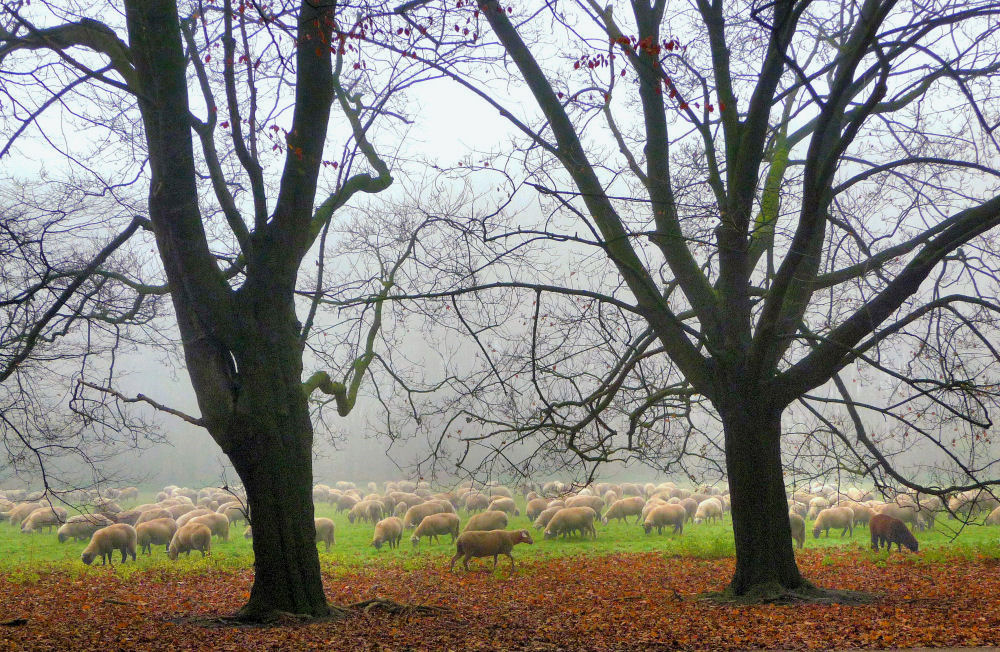 Schafherde im November