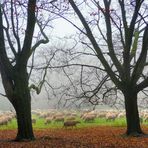 Schafherde im November