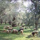 Schafherde im Olivenhain - im Morgenlicht - archaisch eindrucksvoll* (s. mein Haiku)