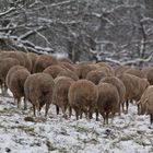 Schafherde im Schneegestöber