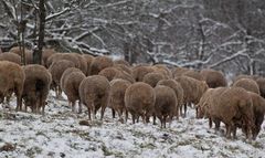 Schafherde im Schneegestöber