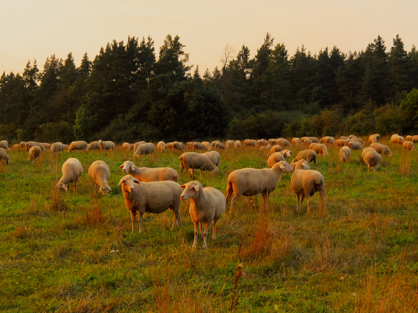 Schafherde im Sonnenuntergang