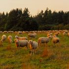 Schafherde im Sonnenuntergang