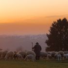 Schafherde im Sonnenuntergang 