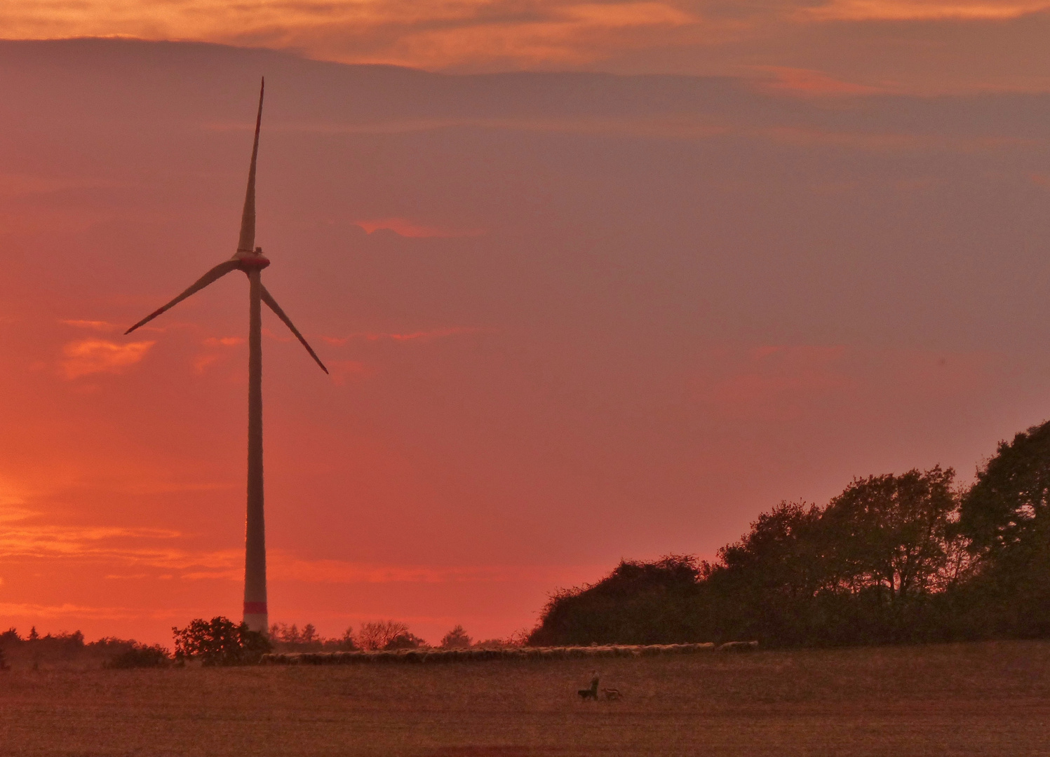 Schafherde im Sonnenuntergang