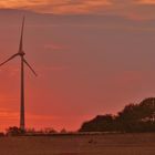 Schafherde im Sonnenuntergang