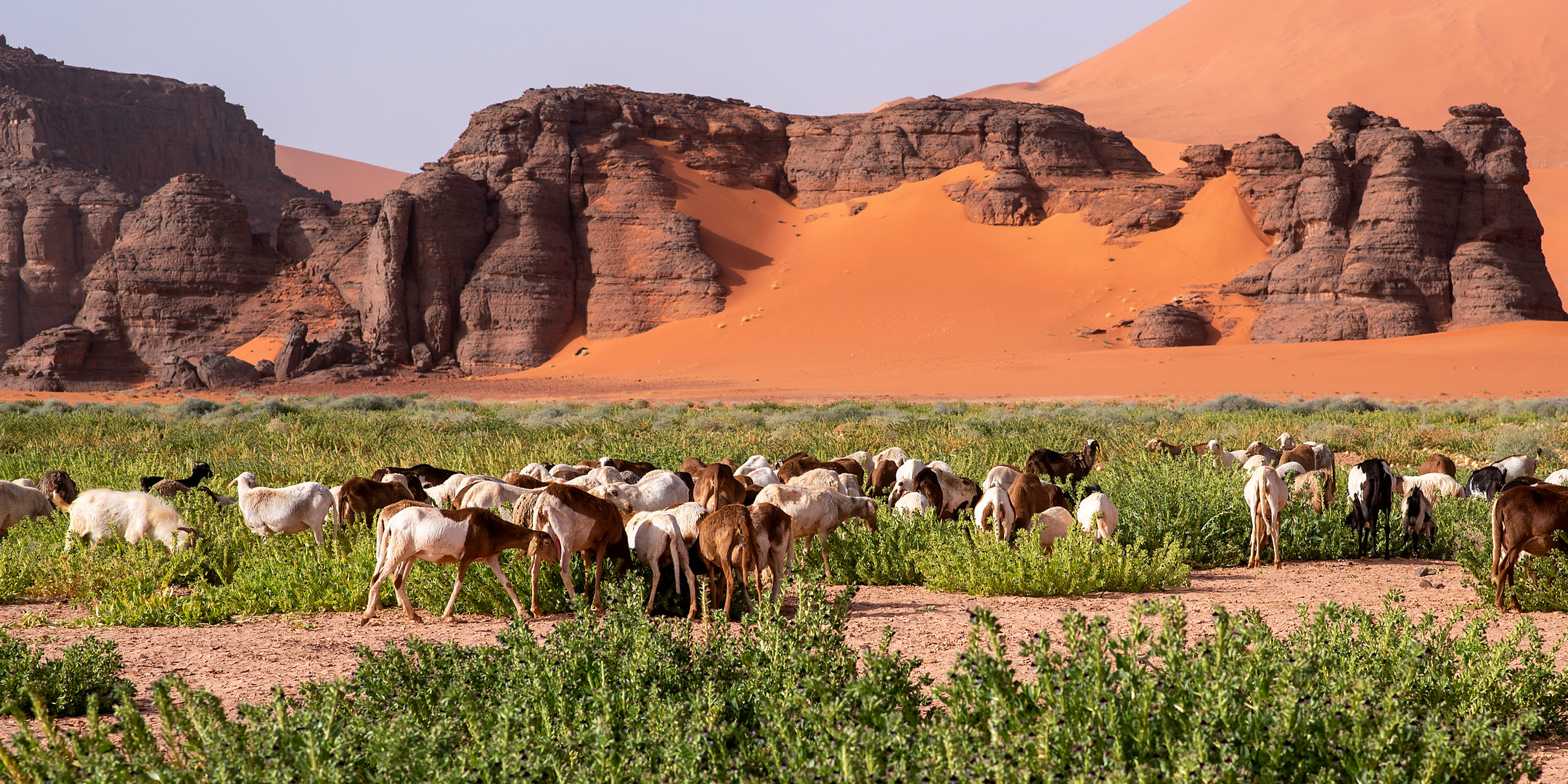 Schafherde im Tin Merzouga