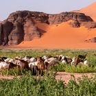 Schafherde im Tin Merzouga