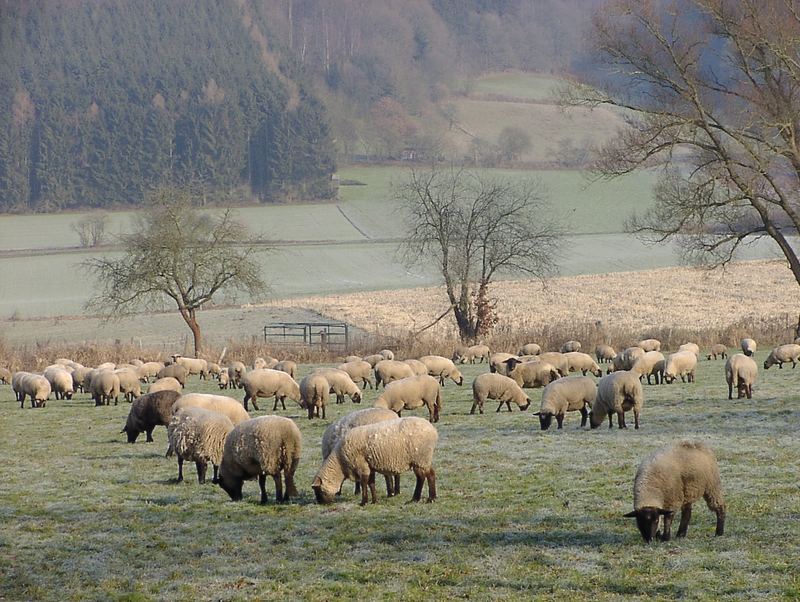 Schafherde im Winter