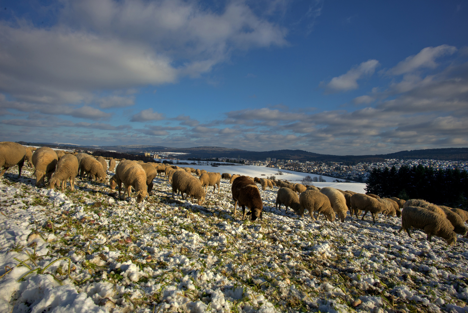 Schafherde im Winter im Taunus