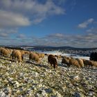 Schafherde im Winter im Taunus