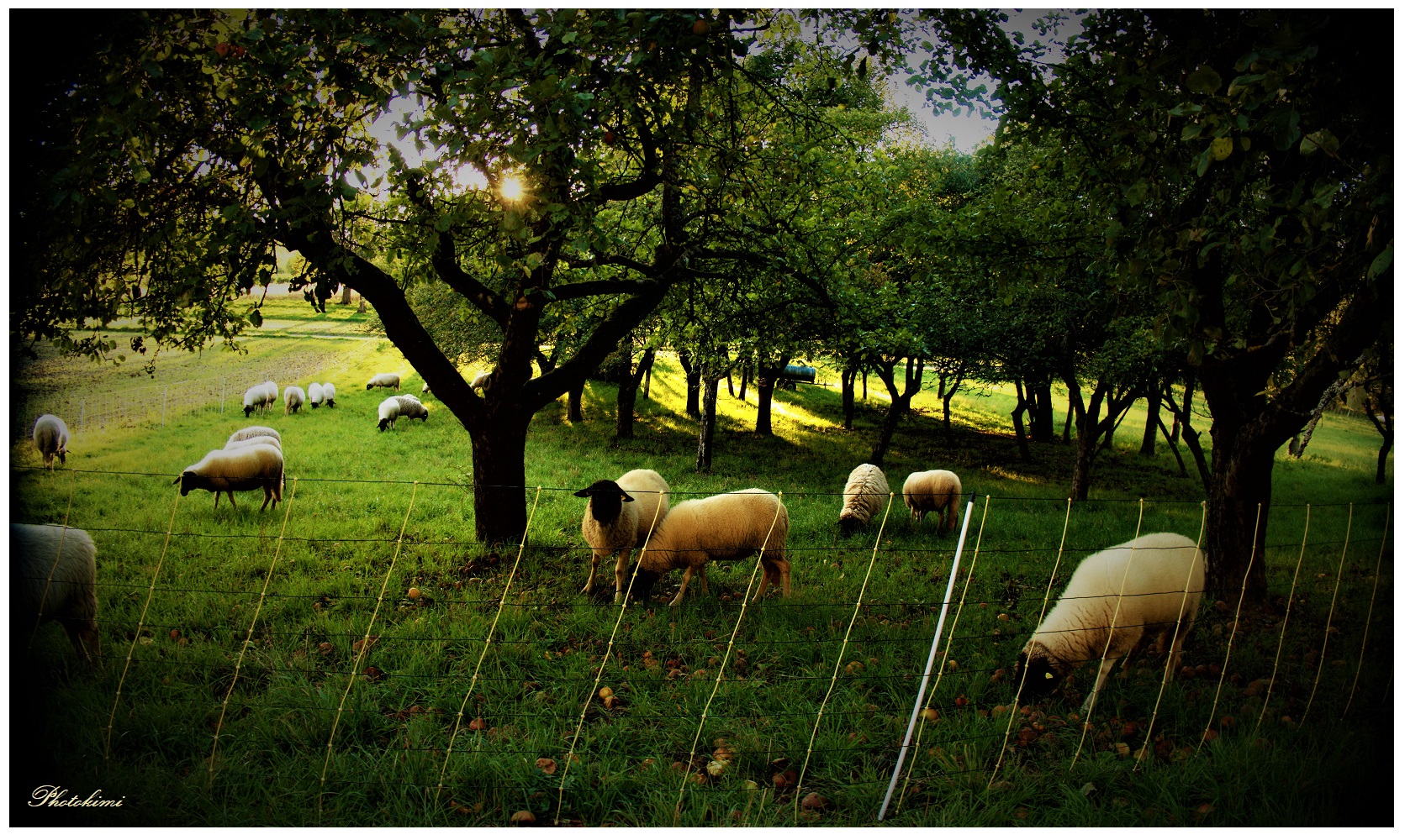 Schafherde in der Apfelplantage