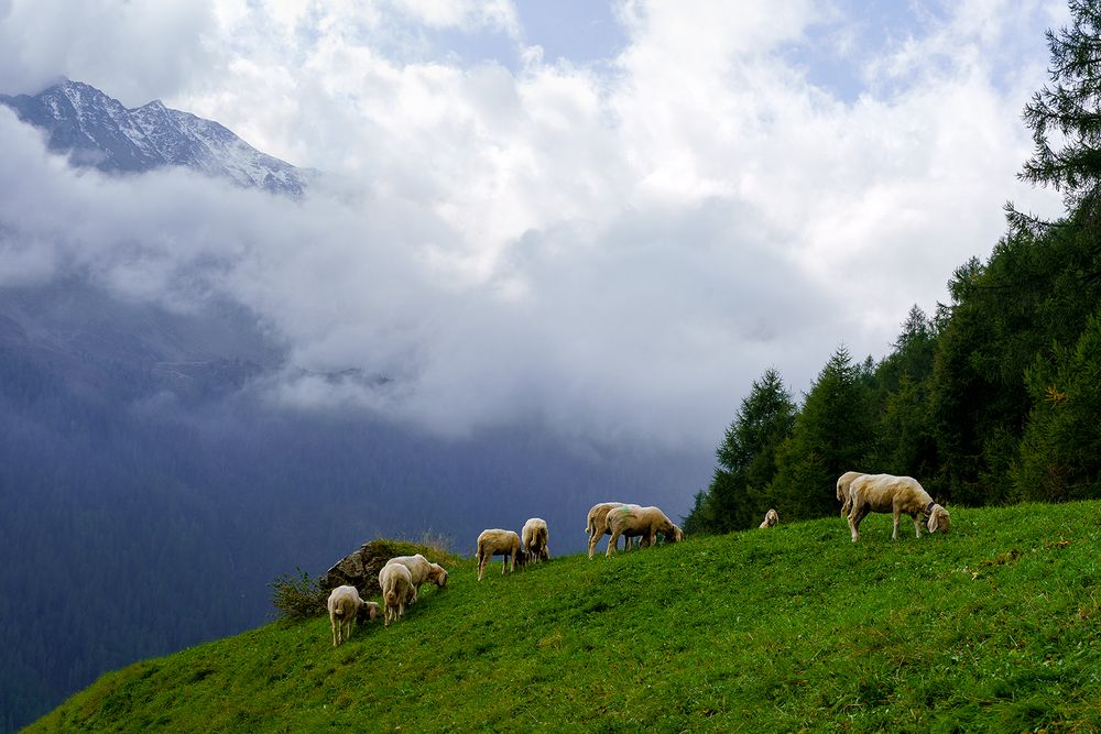 Schafherde in der Bergwelt...