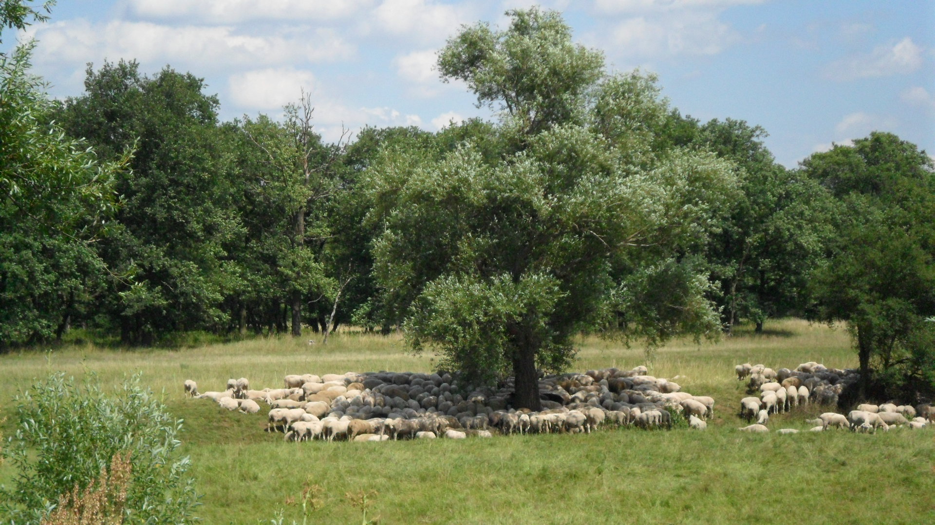 Schafherde in der Heide