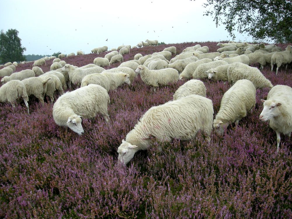 Schafherde in der Heide