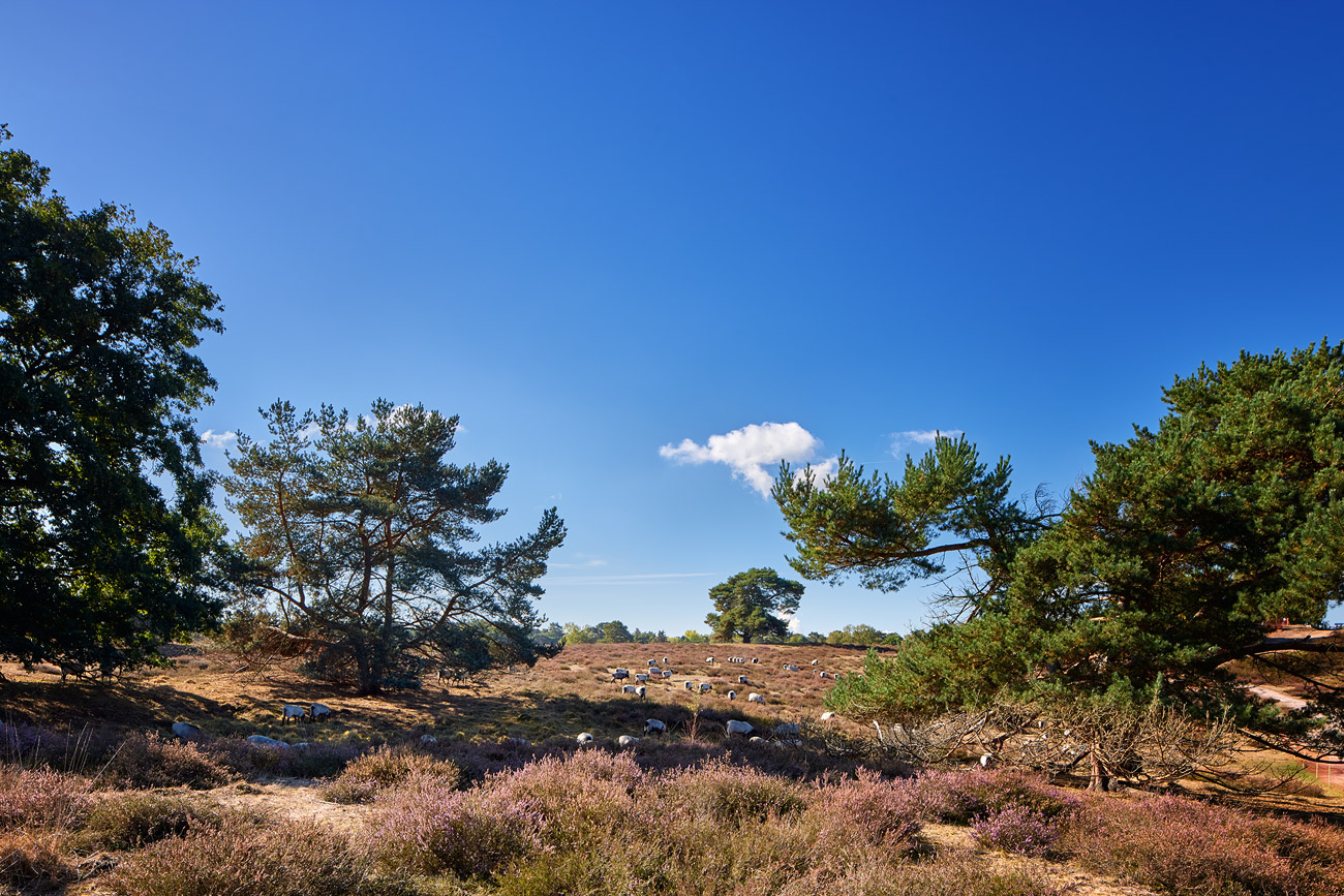 Schafherde in der Heide