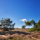 Schafherde in der Heide