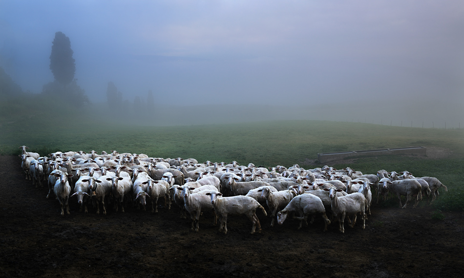 Schafherde in der Toskana