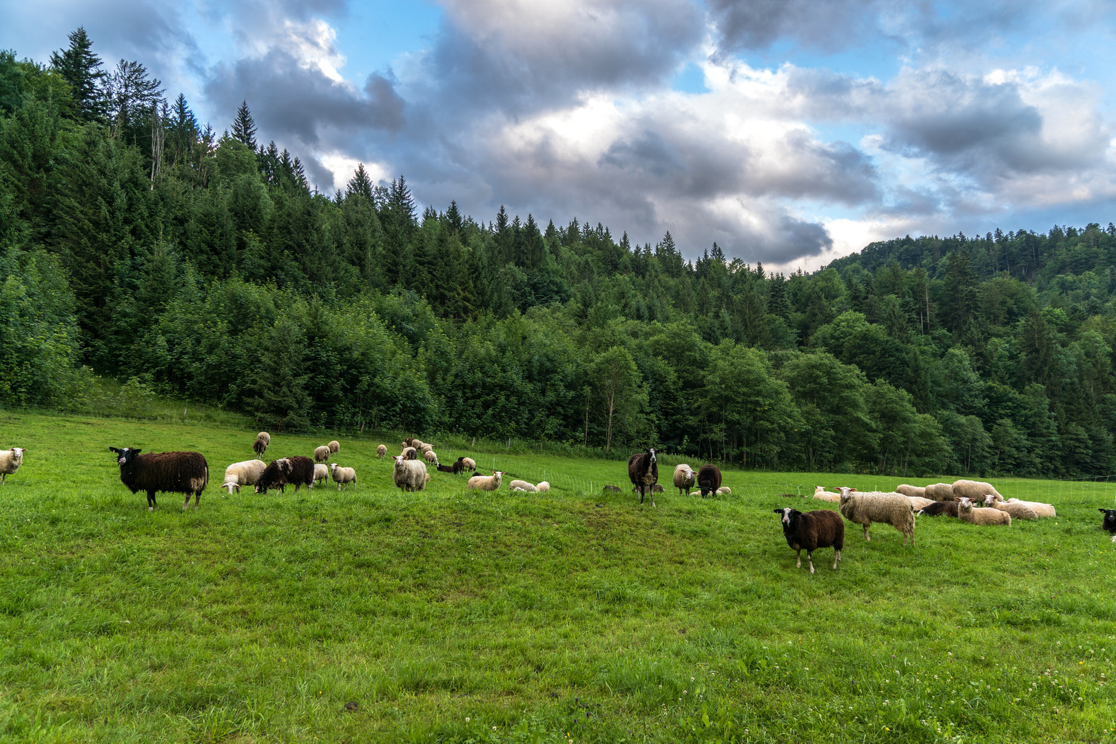 Schafherde in Reit im Winkl