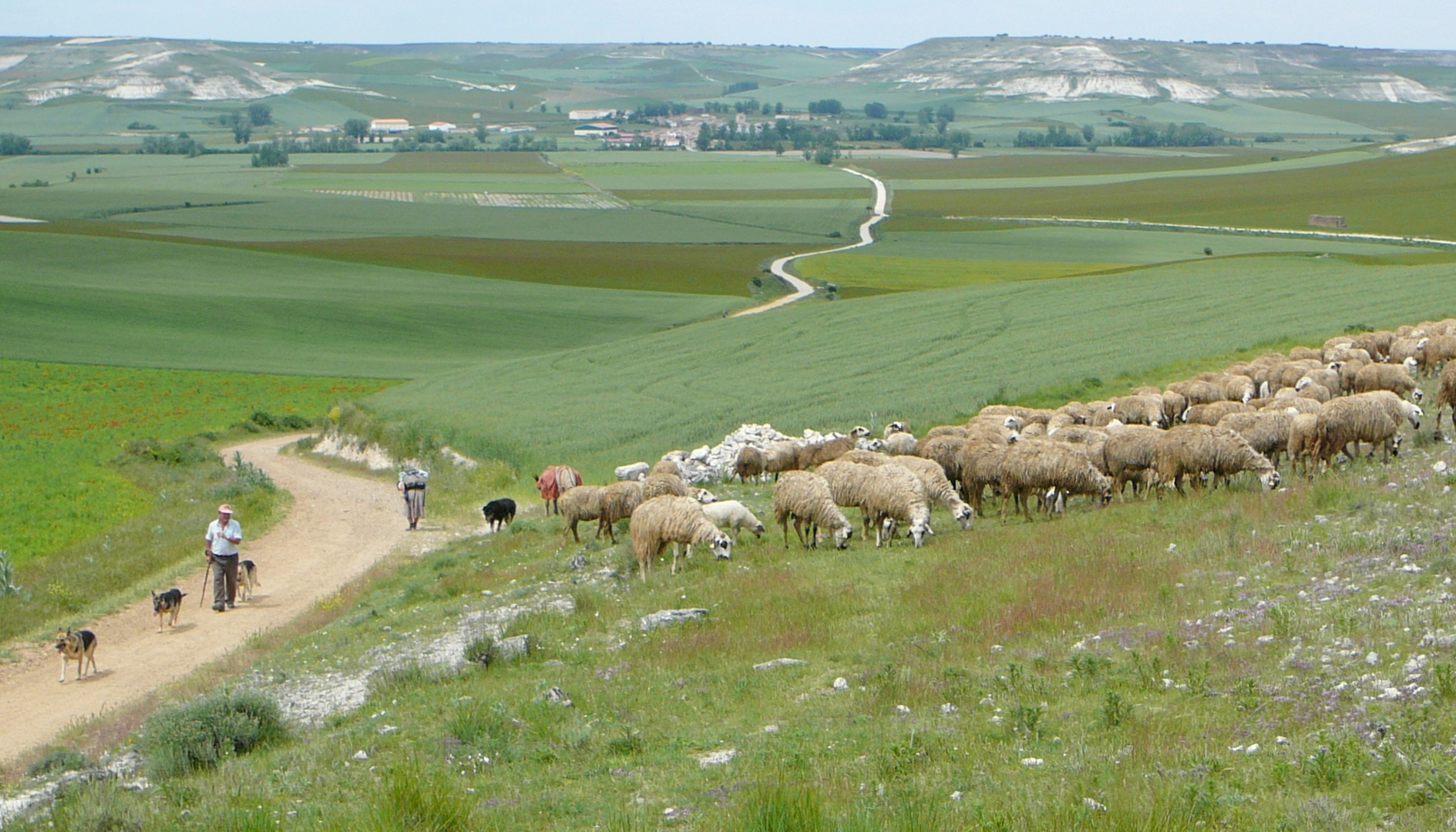 Schafherde- Jakobsweg