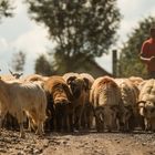 Schafherde mit ihrem Hirten unterwegs 