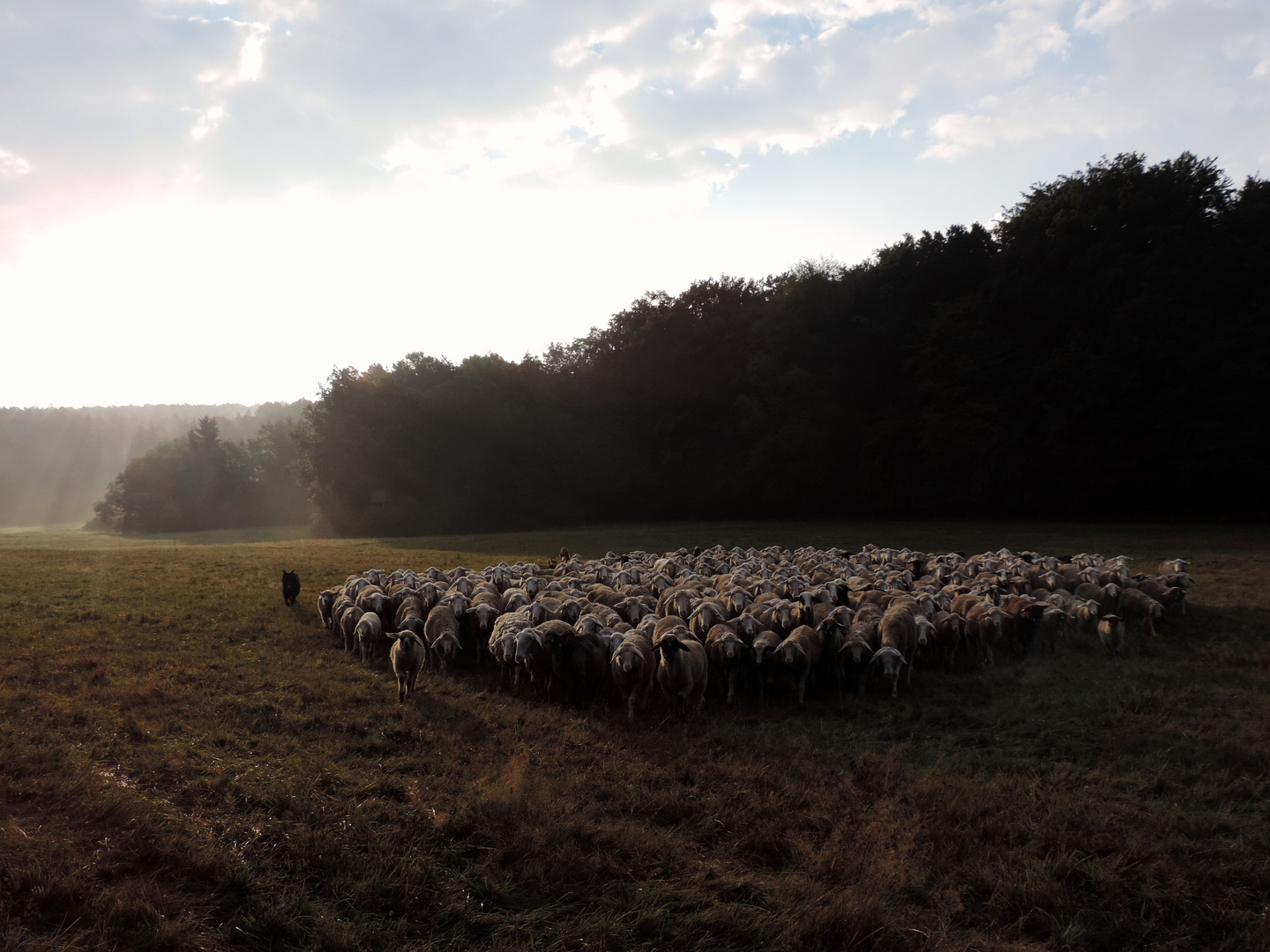 Schafherde mit meinem Hütehund Ben