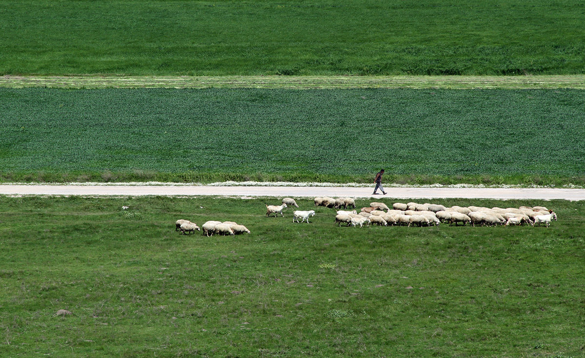 Schafherde mit Schäfer