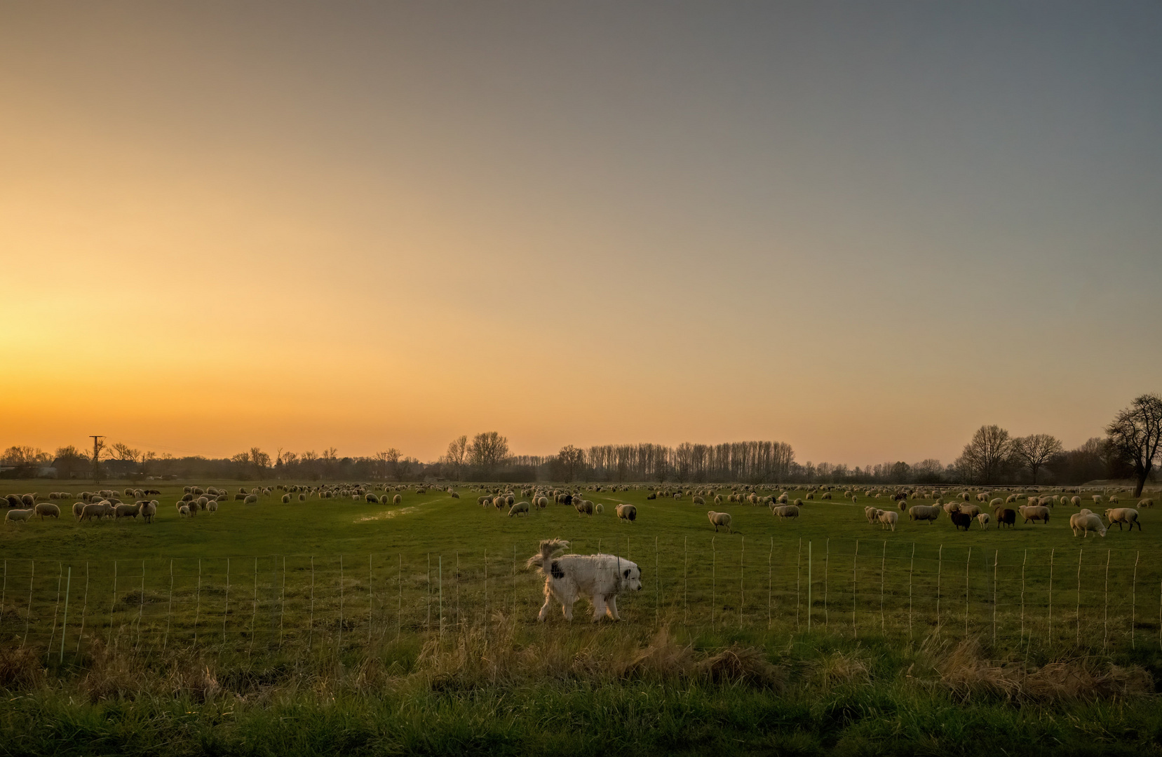 Schafherde mit Wächter im Abendlicht