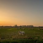 Schafherde mit Wächter im Abendlicht