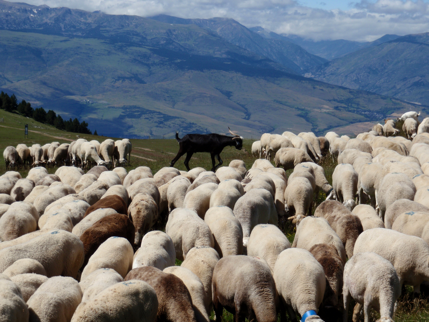 Schafherde mit Ziege