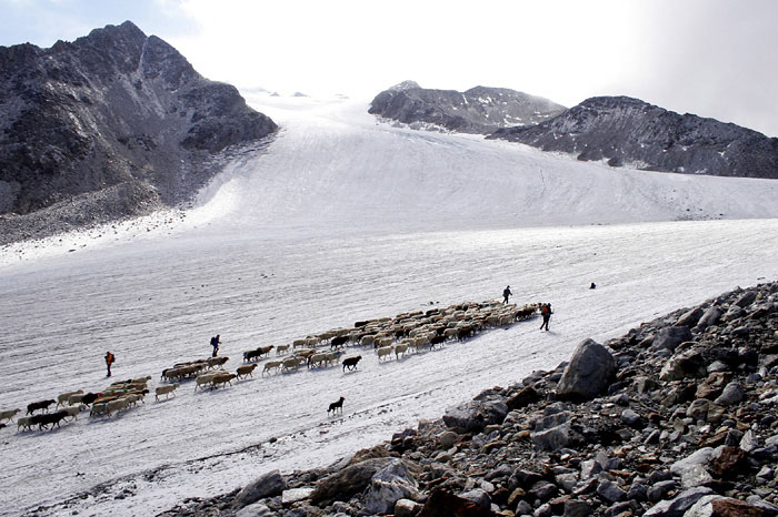 Schafherde über Gletscher im Ötztal