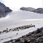 Schafherde über Gletscher im Ötztal