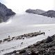 Schafherde ber Gletscher im tztal