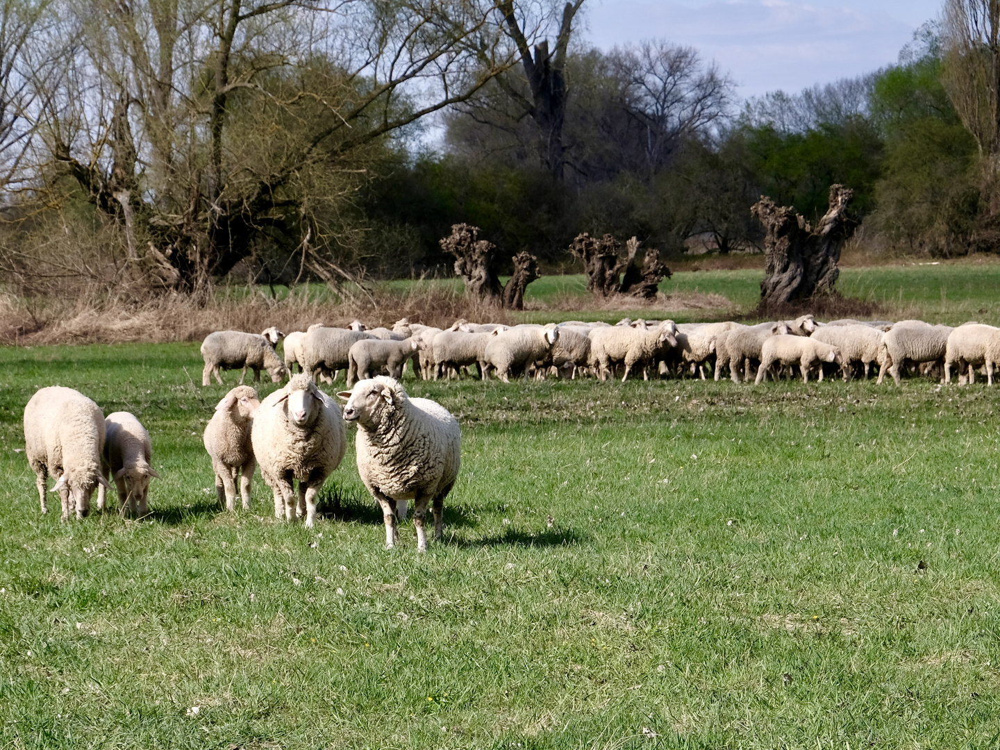 Schafherde und Osterlämmer 