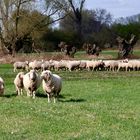 Schafherde und Osterlämmer 