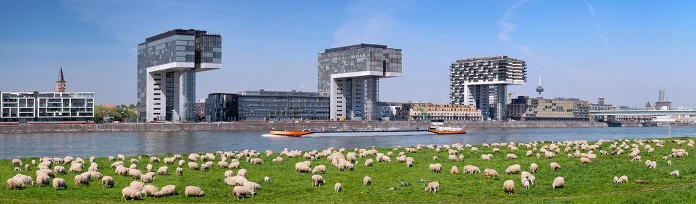 Schafherde vor den Kranhäusern