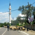 Schafherde vor Moschee, Lykien, Türkei