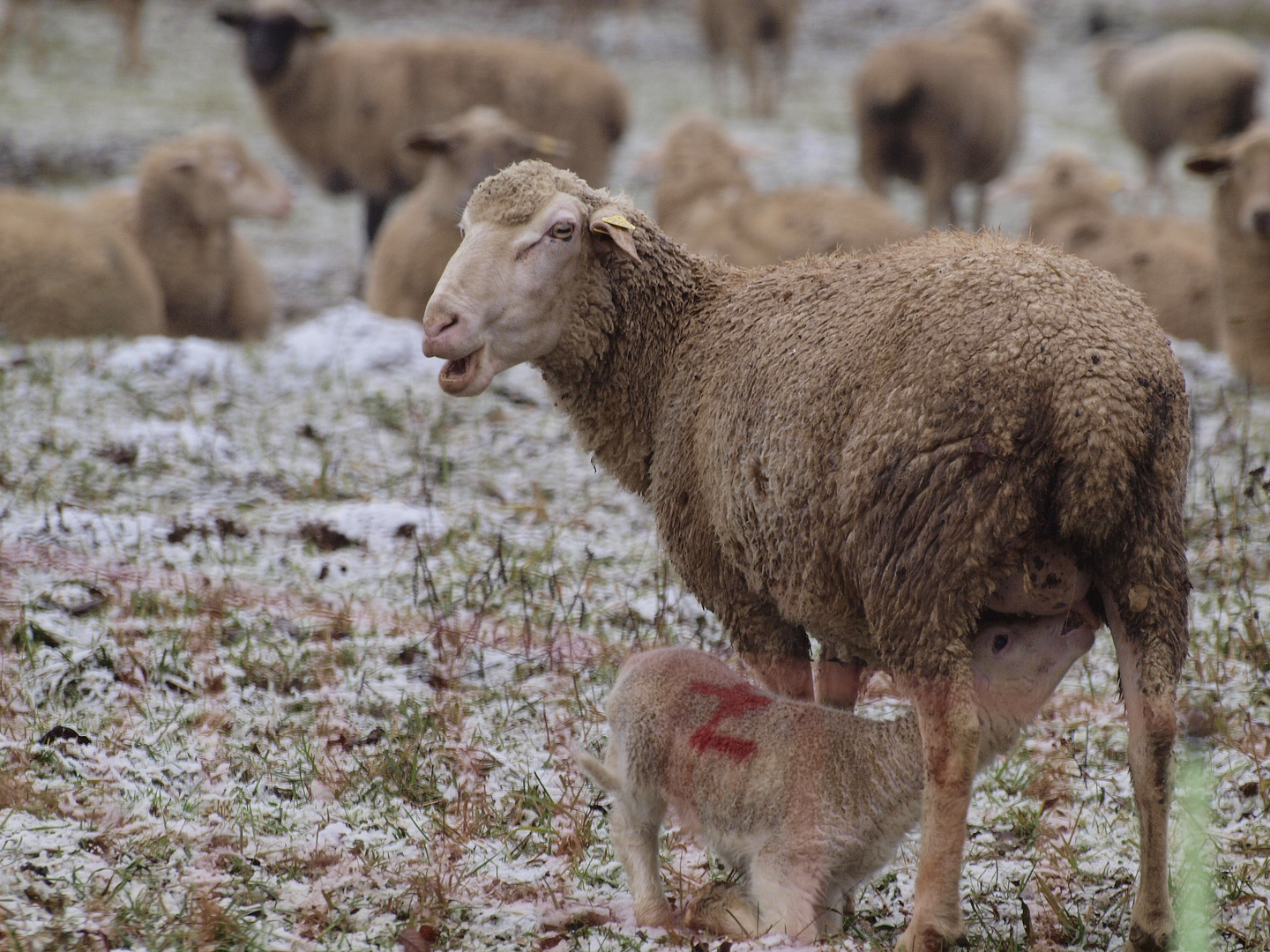 Schafjunges beim Säugen auf der Winterweide