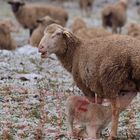 Schafjunges beim Säugen auf der Winterweide