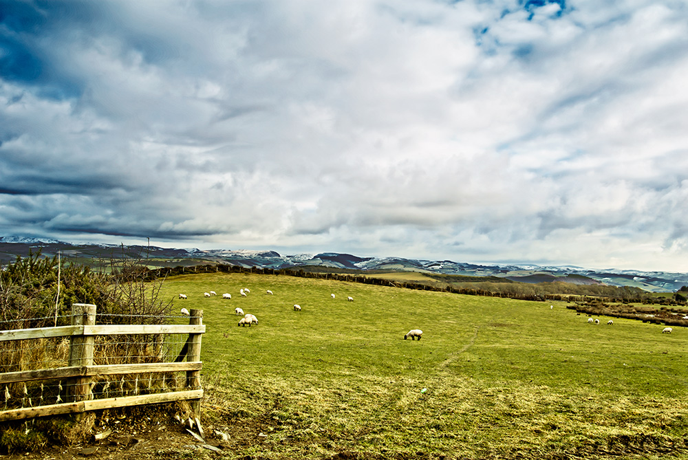 Schaflandschaft