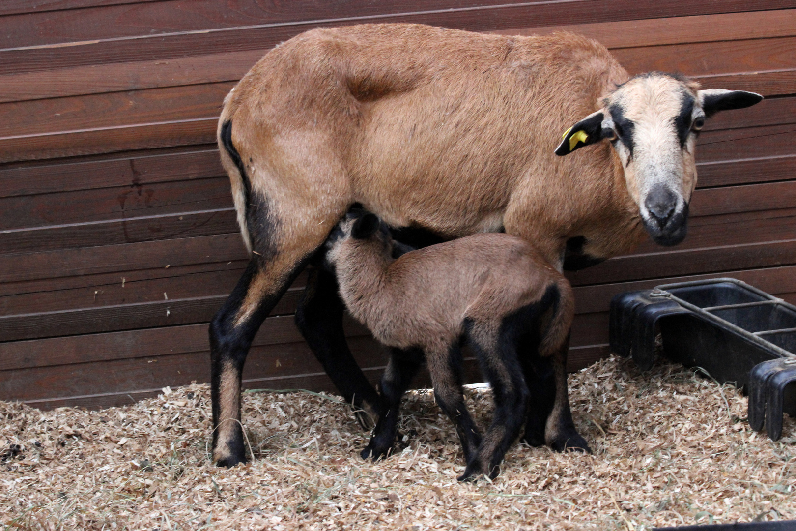 Schafmama mit ihrem neugeborenen Lamm