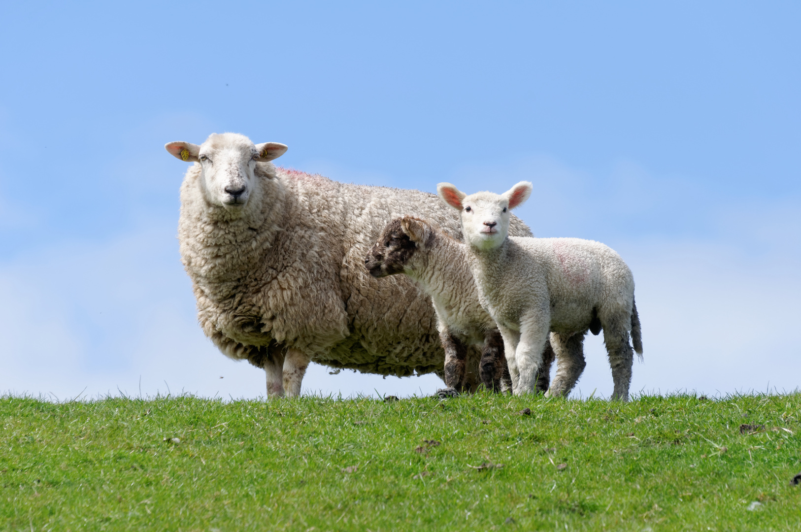 Schafmutter mit ihren Kleinen am Leuchtfeuer Westerheversand