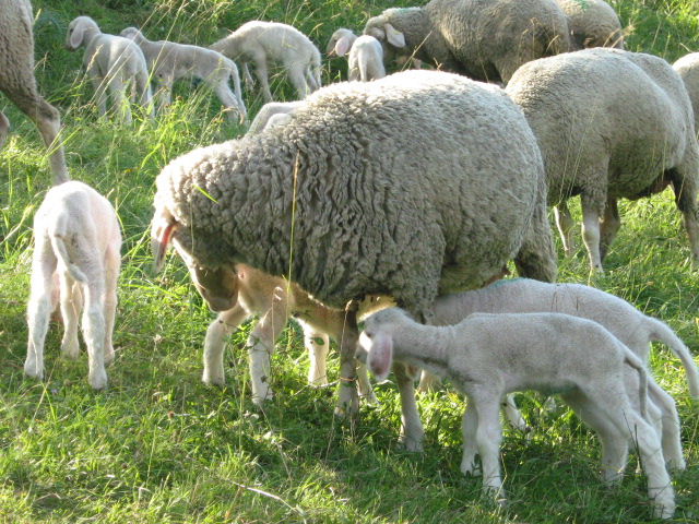 Schafmutter und ihre Lämmer Foto & Bild | tiere, tierkinder, lamm ...