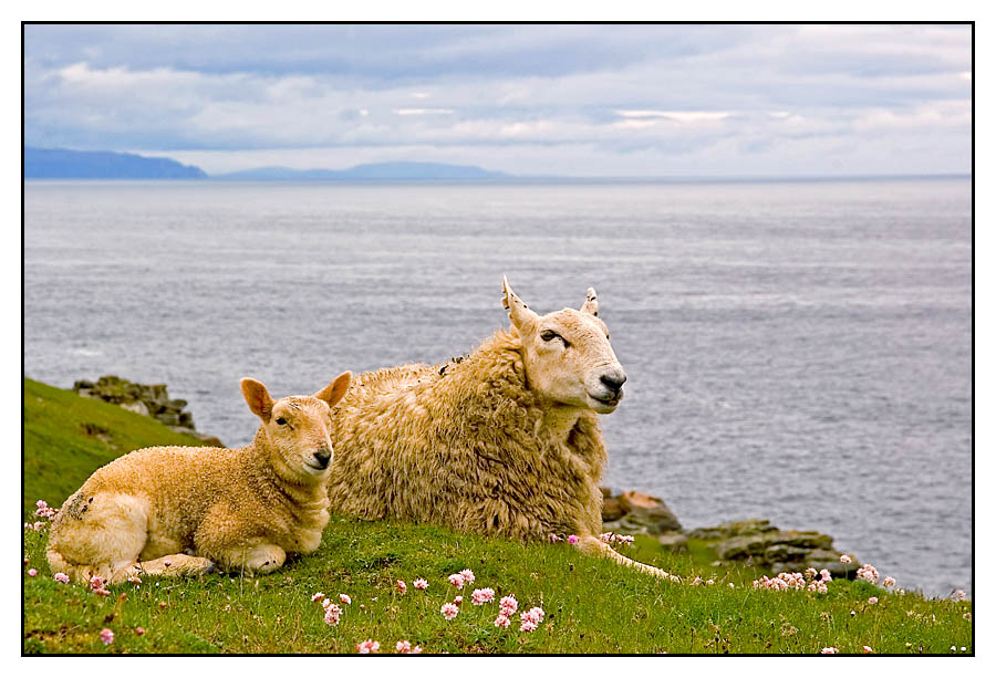 Schafparadies am Strathy Point (Nord Schottland)