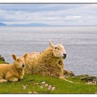 Schafparadies am Strathy Point (Nord Schottland)