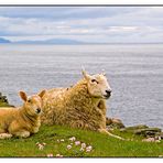 Schafparadies am Strathy Point (Nord Schottland)