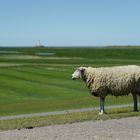 Schafportrait mit Leuchtturm Westerhever