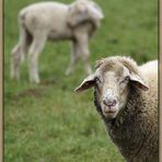 "Schafs - Kopf" - oder jeder ist sich selbst der Nächste